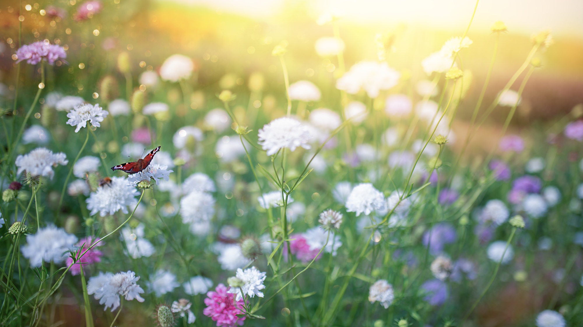 Finding calm amidst the worry