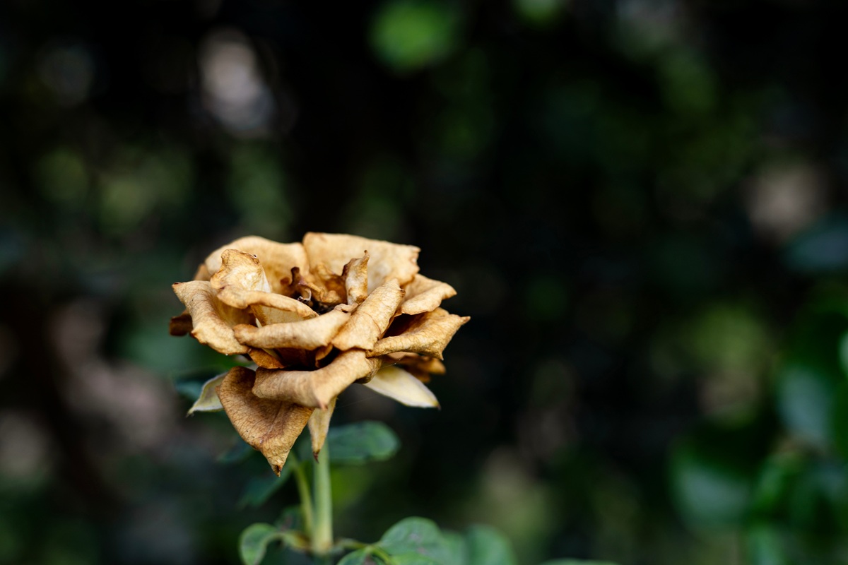 Withered Rose reflective of a state of burnout