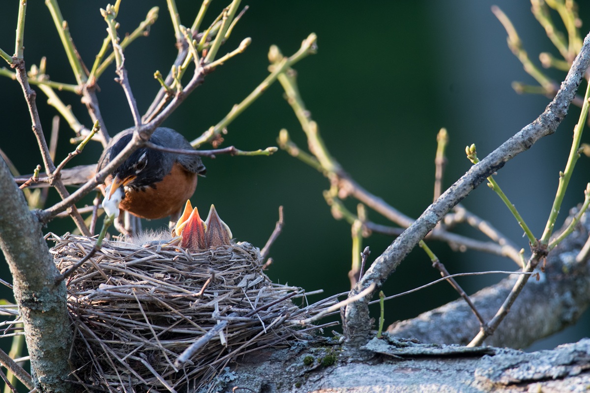 Robin with nest representing perinatal anxiety