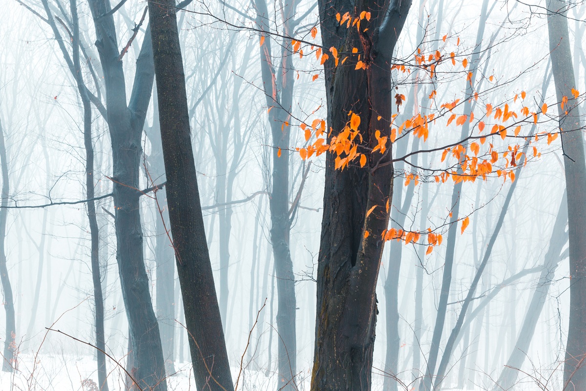 Seasonal Affective Disorder